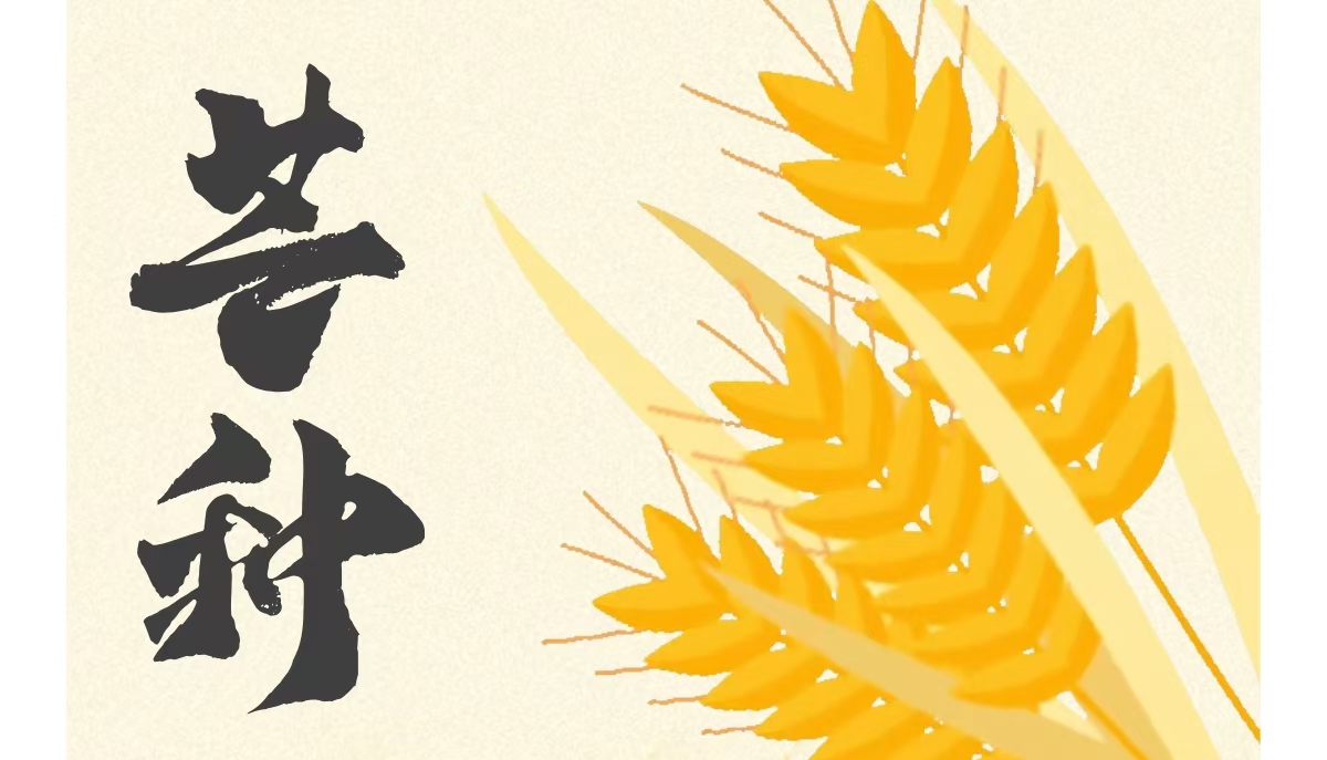 传统二十四节气——芒种